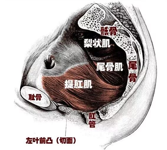ella揭秘生育后遗症,ella产后尿失禁原因