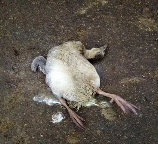 鹅腿软瘫痪怎么补救,鹅腿瘸了用什么药治疗