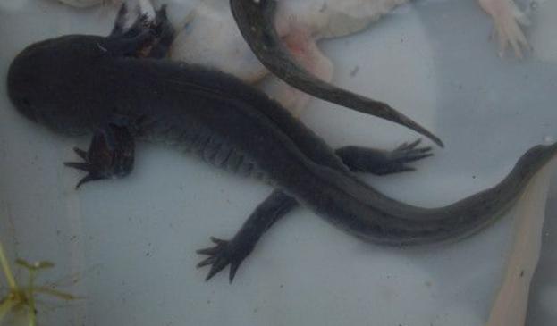 天府美食宋宴,天府文化美食简介