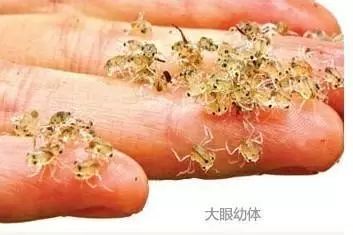 蟹苗大眼幼体养殖技术,大眼幼体养殖喂什么