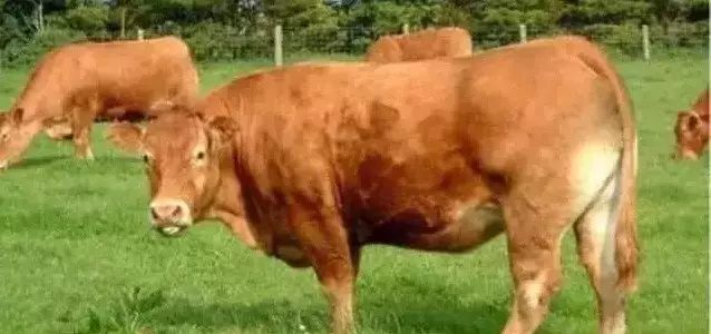 牛品种最好是哪个品种,适合生产雪花牛肉的中国牛品种