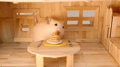 仓鼠的嘴巴是怎么塞下那么多食物,怎么看仓鼠嘴巴是不是藏食物了