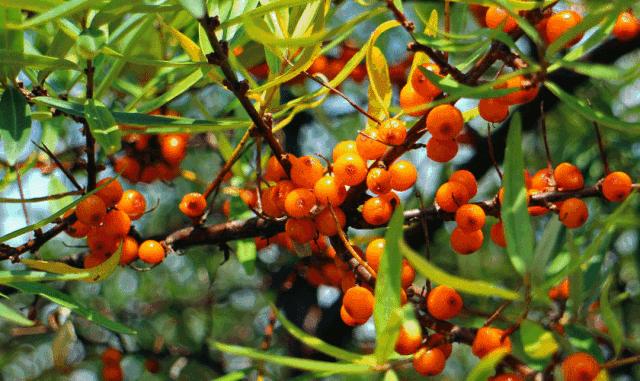 串串“酸溜溜”化作颗颗“金豆豆”——左云县沙棘产业映红农民“致富路”