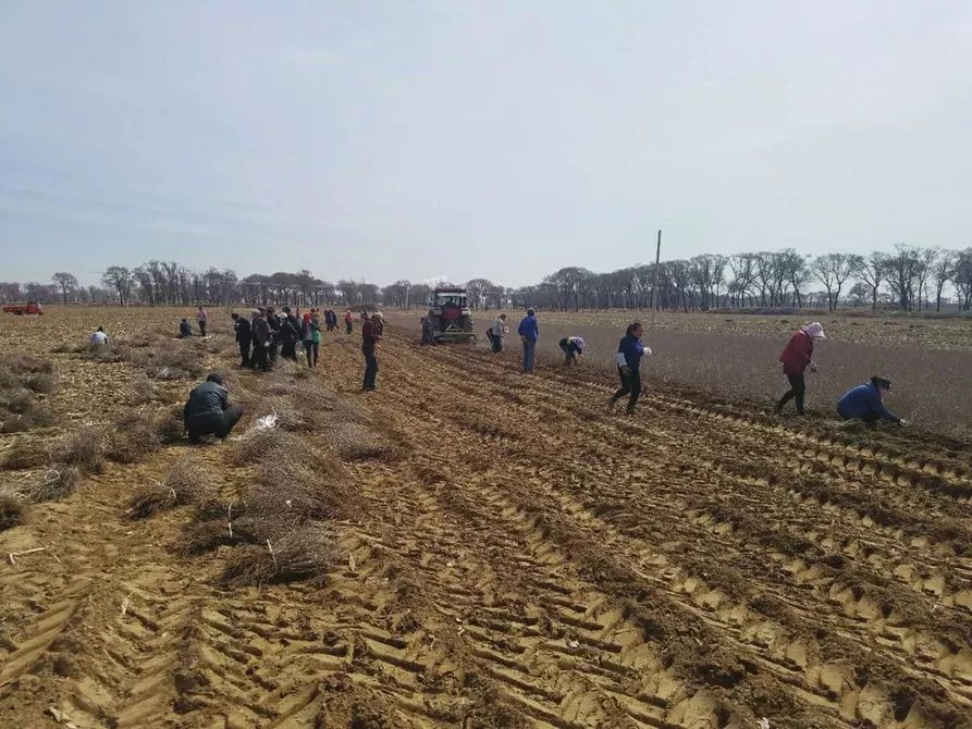 串串“酸溜溜”化作颗颗“金豆豆”——左云县沙棘产业映红农民“致富路”