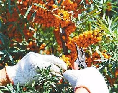 串串“酸溜溜”化作颗颗“金豆豆”——左云县沙棘产业映红农民“致富路”