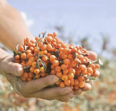 串串“酸溜溜”化作颗颗“金豆豆”——左云县沙棘产业映红农民“致富路”