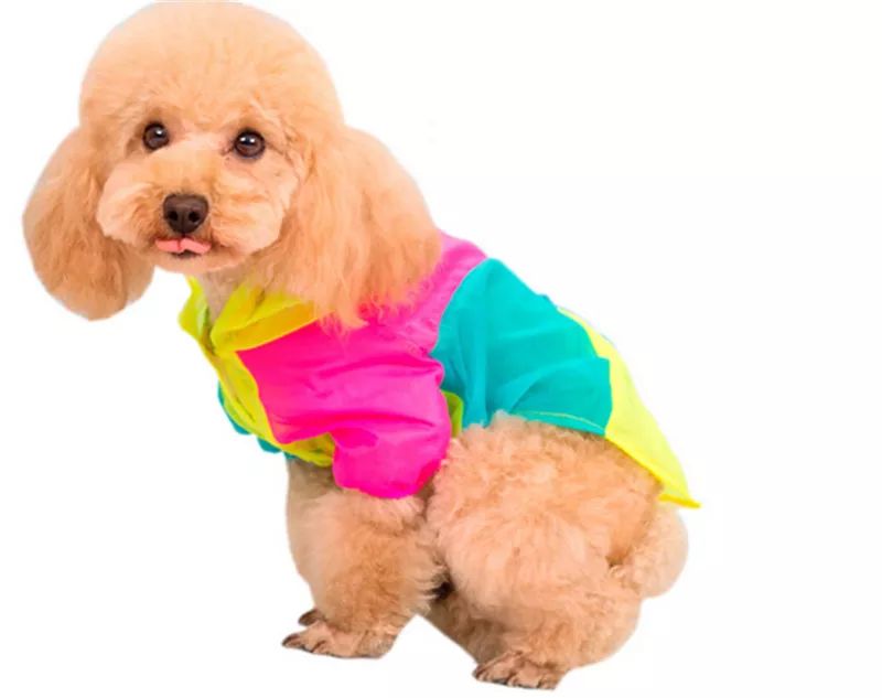 狗狗怎么有效预防皮肤病,狗狗常见的皮肤病及护理