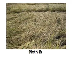 水稻小麦收割机自走式,小麦收割机维修教学