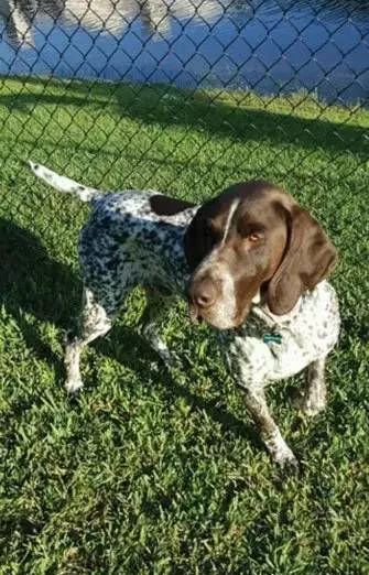 缉毒犬会染上毒瘾吗视频讲解,闻毒品的缉毒犬会因此染上毒瘾吗