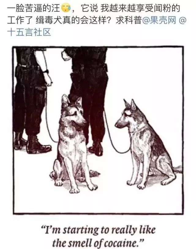 缉毒犬会染上毒瘾吗视频讲解,闻毒品的缉毒犬会因此染上毒瘾吗