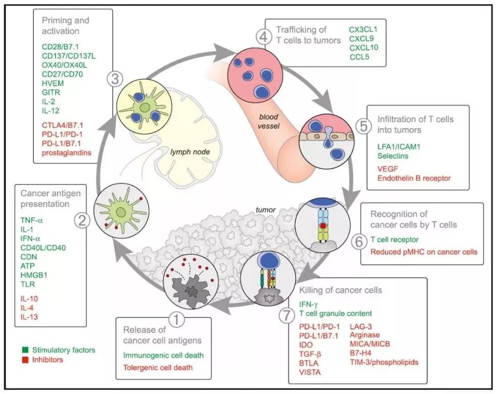 癌症免疫疗法为何对大多数人无效,深度好文癌症