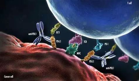 癌症免疫疗法为何对大多数人无效,深度好文癌症