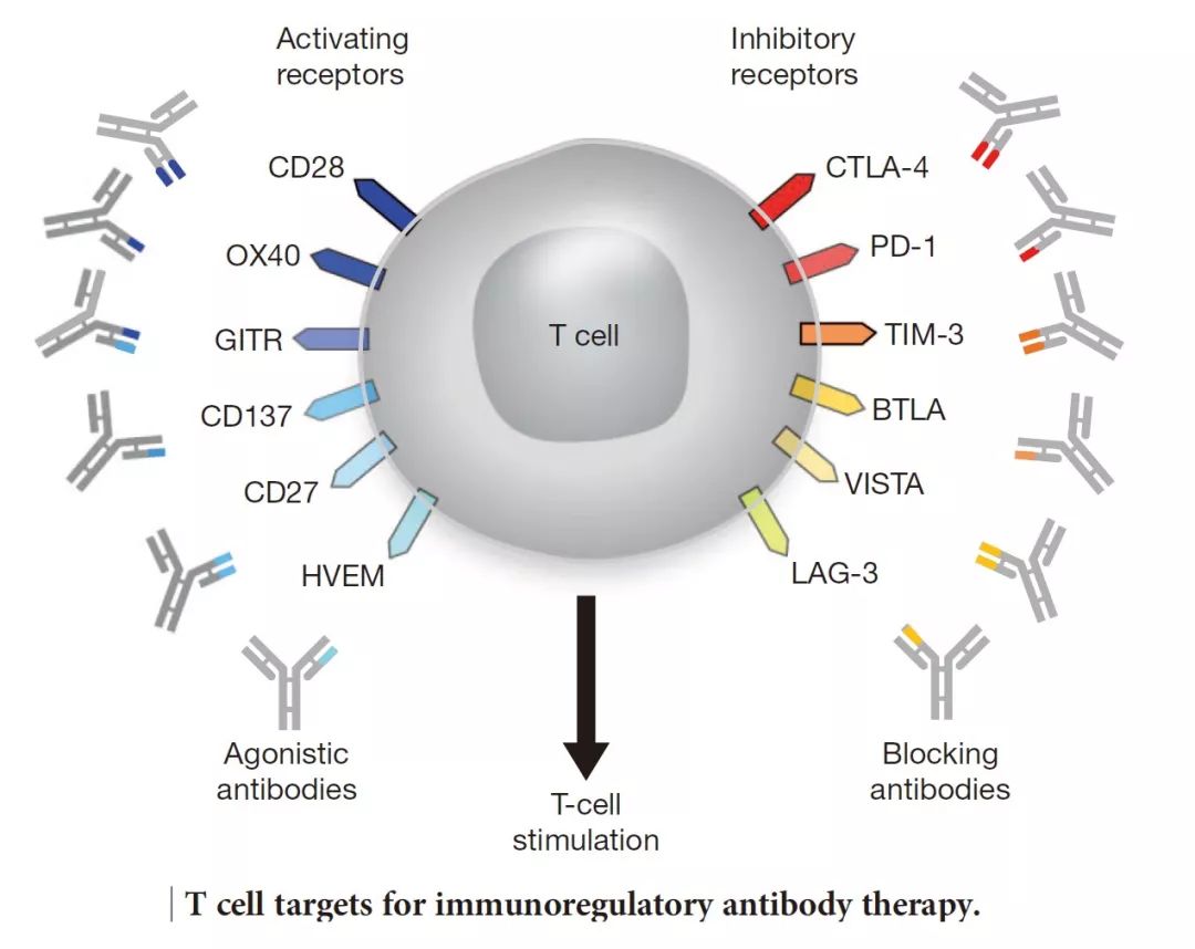 癌症免疫疗法为何对大多数人无效,深度好文癌症