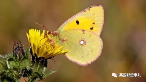 妈妈去世后化成黄蝴蝶,妈妈去世化作蝴蝶来看儿子