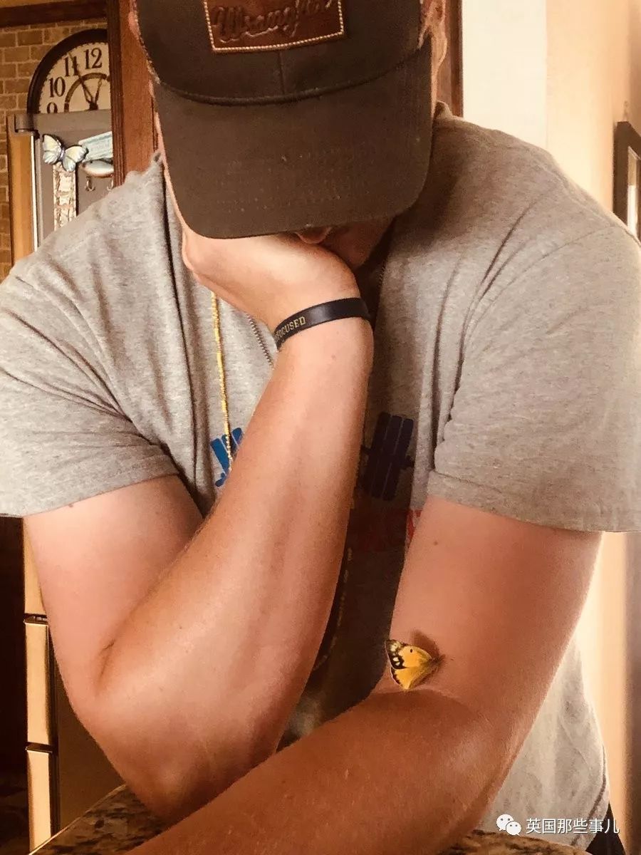 妈妈去世后化成黄蝴蝶,妈妈去世化作蝴蝶来看儿子