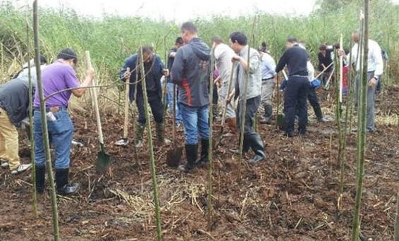 耕地不让种树是什么时候的政策,耕地种桉树新政策