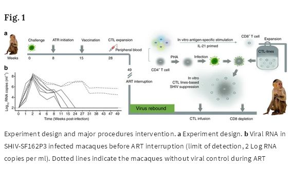 关注|艾滋病功能性治愈新路径：疫苗诱导的CTL过继性免疫治疗，可以控制抗病毒治疗停药后的病毒反弹