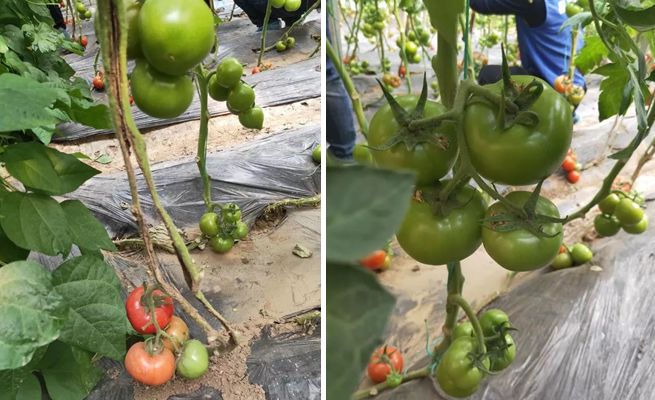 绿野杀菌剂,绿野农安