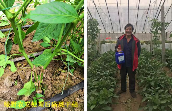 绿野杀菌剂,绿野农安