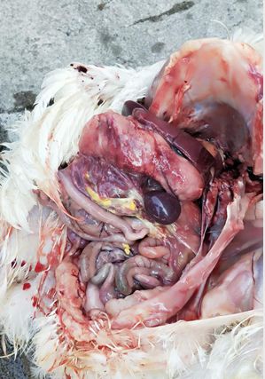 治疗鸡群气囊炎，应该配什么病毒药效果最好？