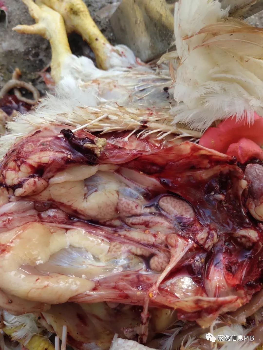 治疗鸡群气囊炎，应该配什么病毒药效果最好？