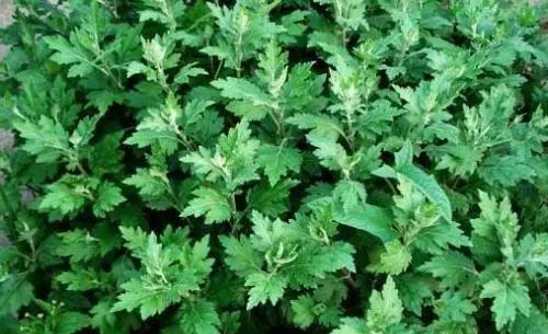 端午节门上插艾的寓意是什么,端午节为什么要插艾草