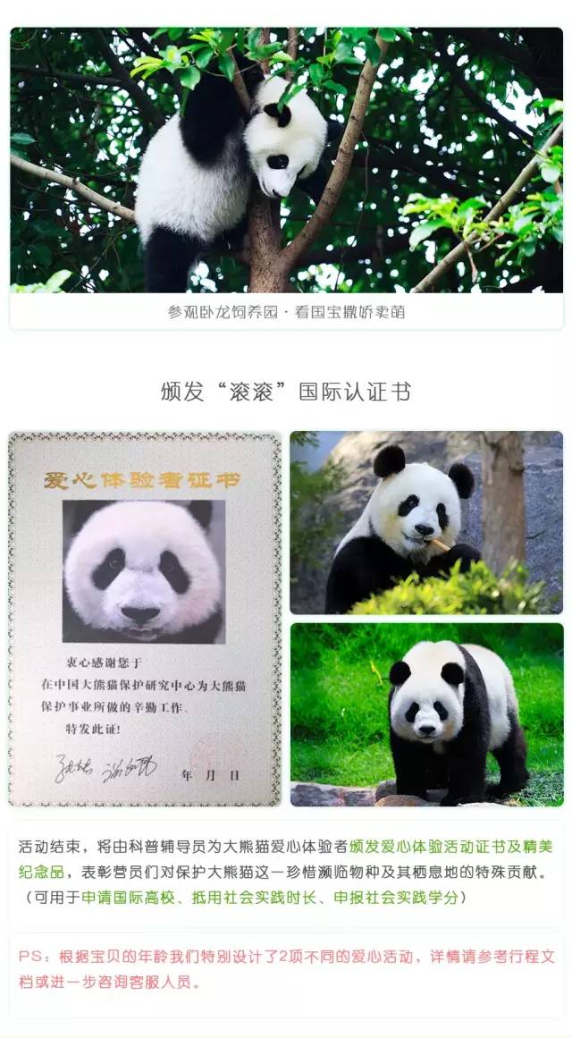 都江堰熊猫谷铲屎官报名,成都大熊猫铲屎官志愿者活动