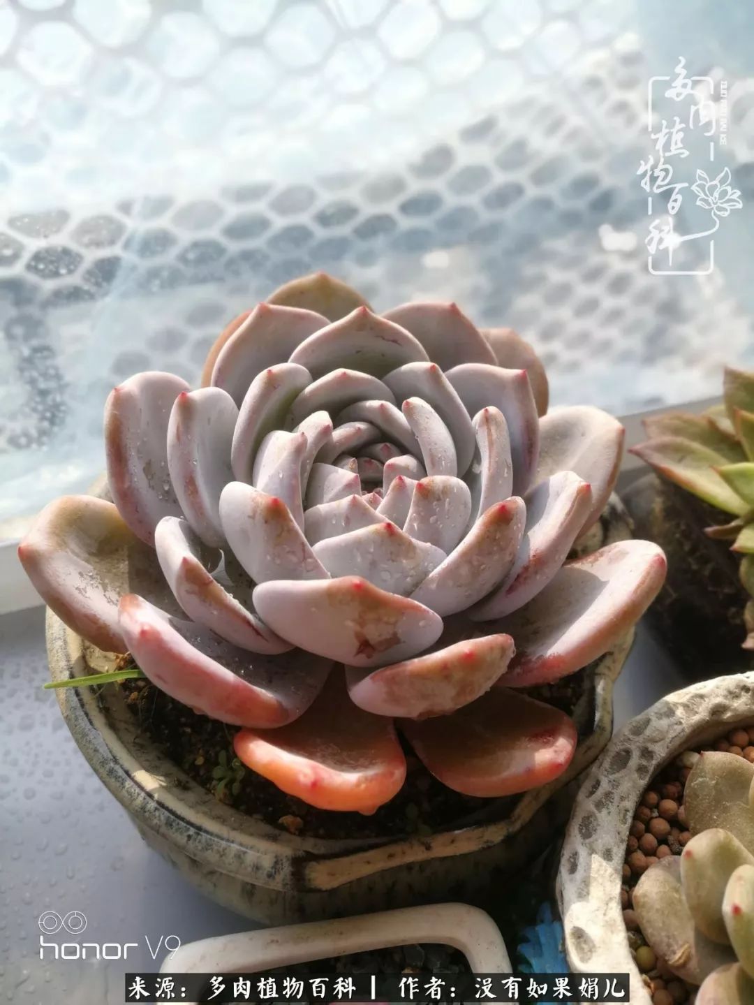 一个80后的养殖人,农村80后养肉人