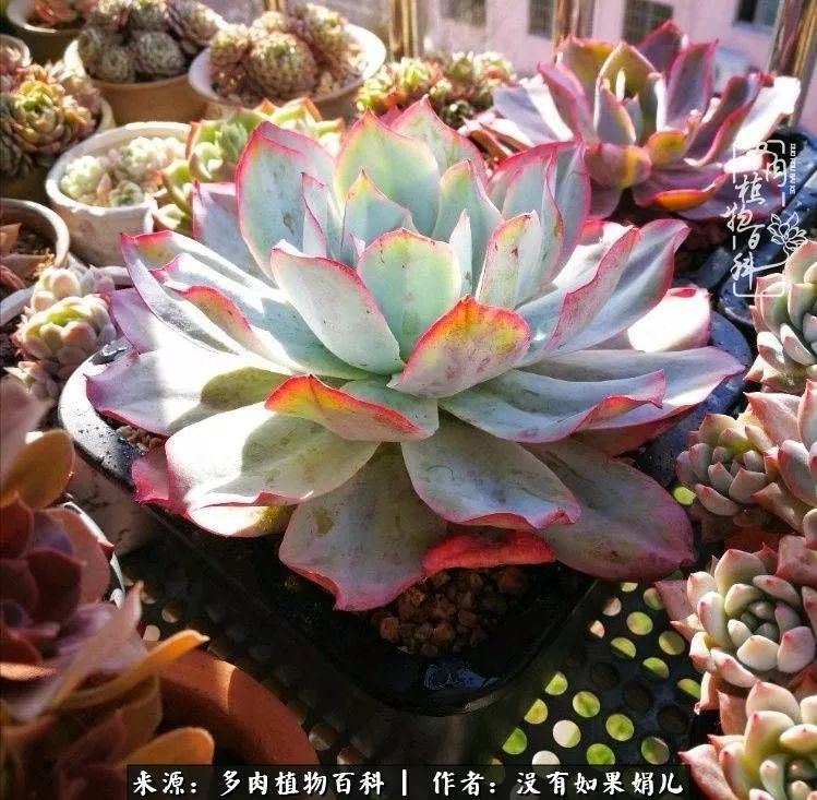 一个80后的养殖人,农村80后养肉人