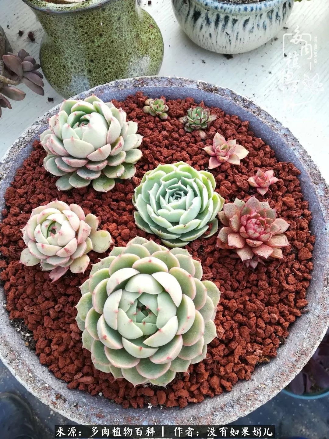 一个80后的养殖人,农村80后养肉人