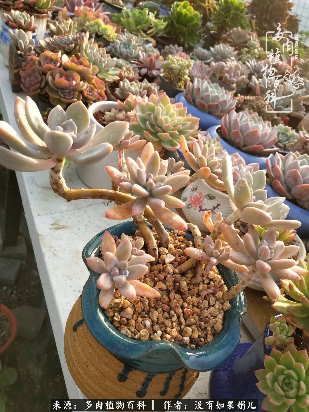 一个80后的养殖人,农村80后养肉人