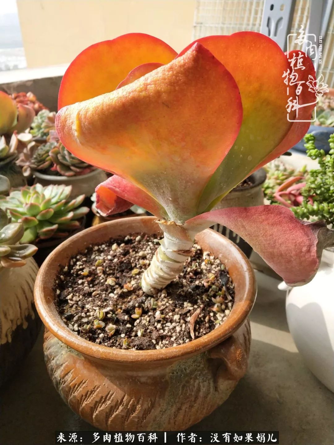 一个80后的养殖人,农村80后养肉人