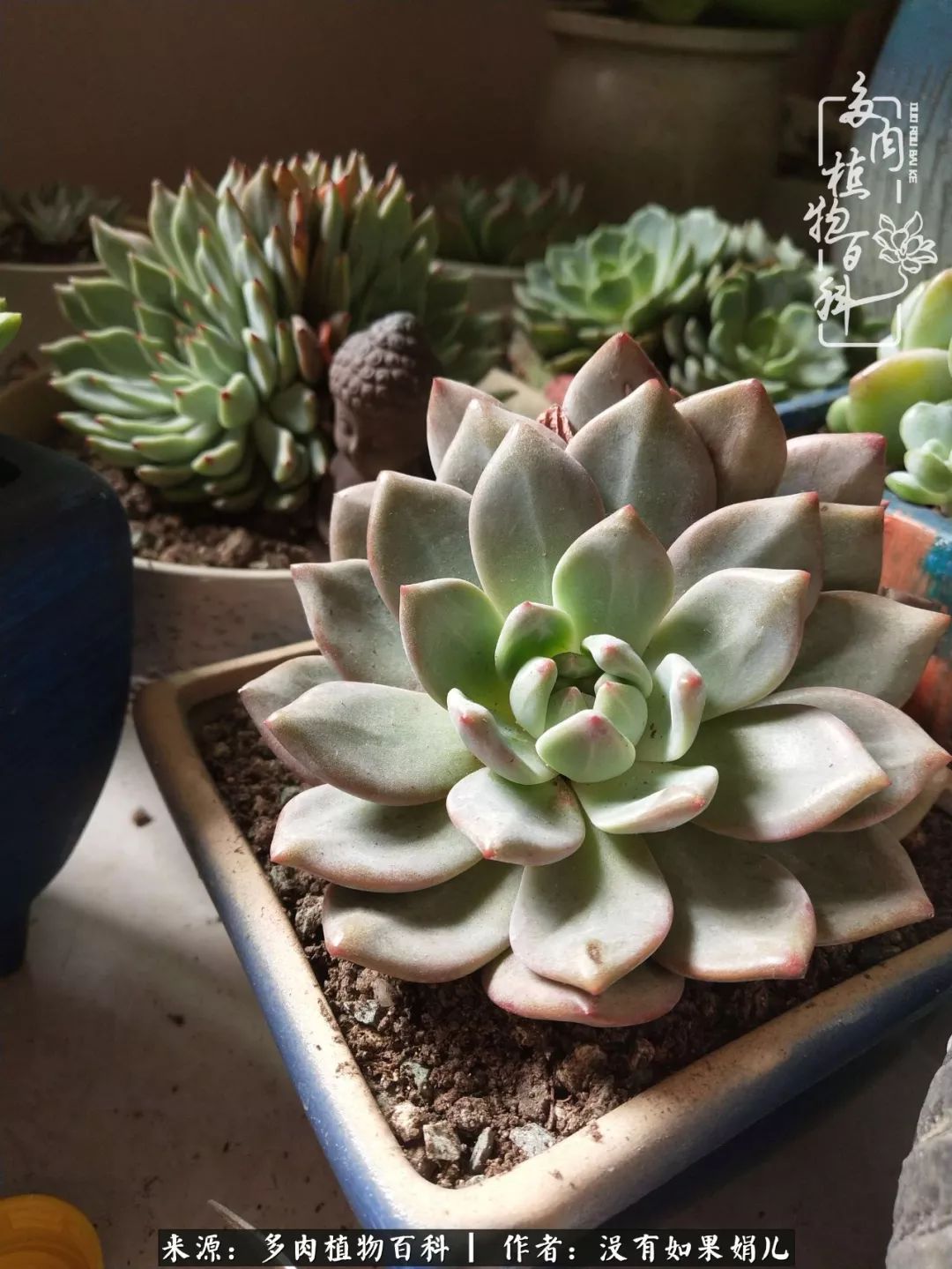 一个80后的养殖人,农村80后养肉人