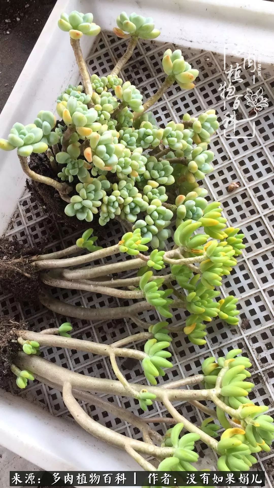 一个80后的养殖人,农村80后养肉人