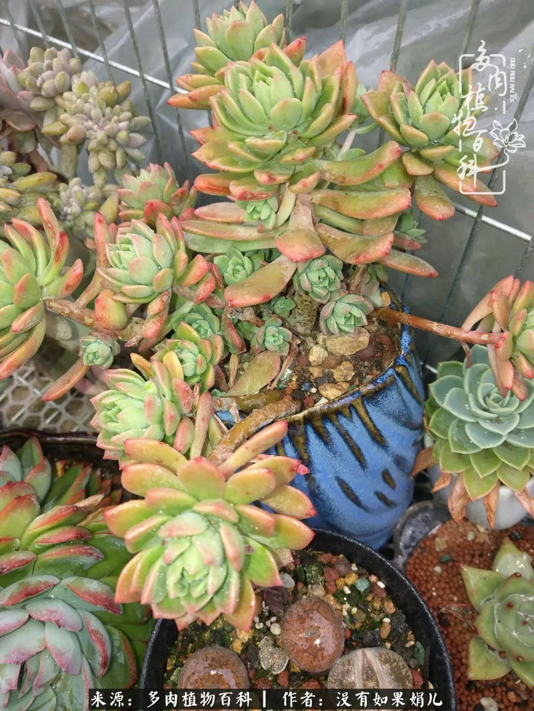 一个80后的养殖人,农村80后养肉人