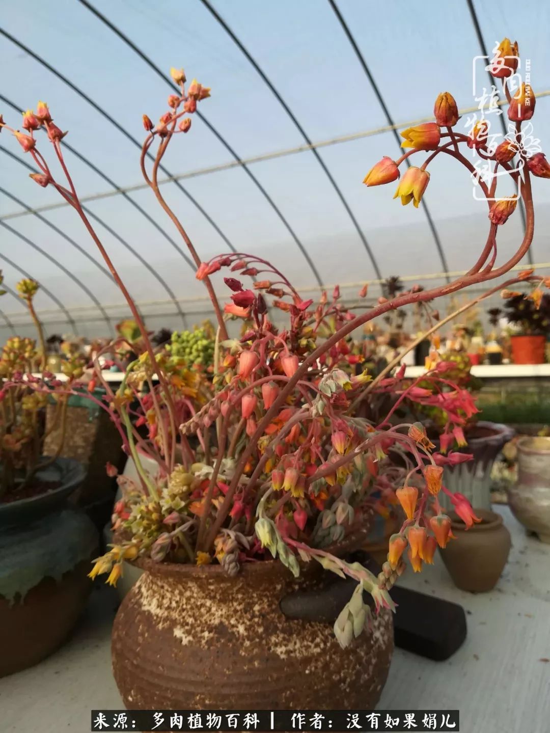 一个80后的养殖人,农村80后养肉人