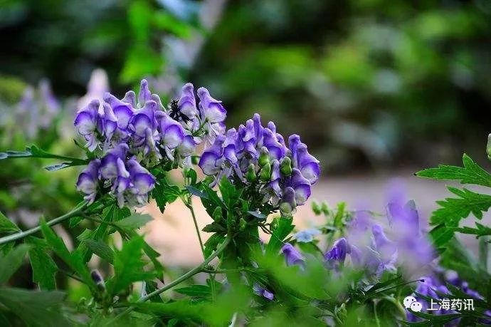 最是惊鸿一瞥的毛茛科“毒花”—草乌