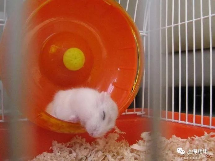 最是惊鸿一瞥的毛茛科“毒花”—草乌