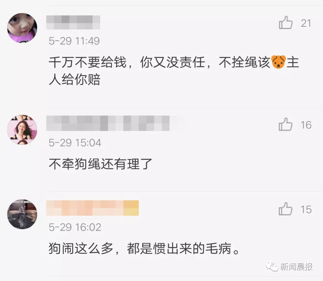 女子开车撞狗怎么判,女子驾车撞狗被判主责