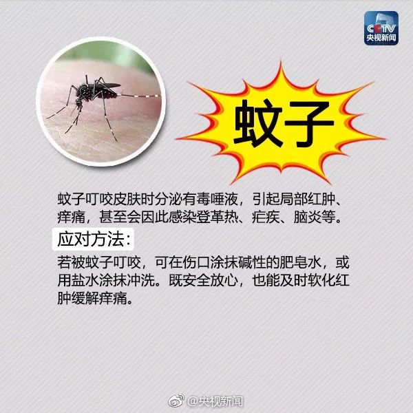 警惕！博白一男子被红火蚁咬了一口，全身浮肿险休克