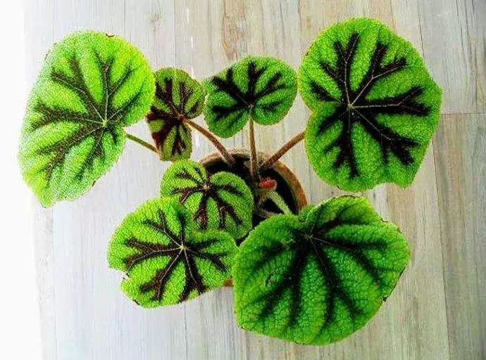 吸甲醛最快最有效的植物排名第一,吸甲醛最快最有效的植物排名