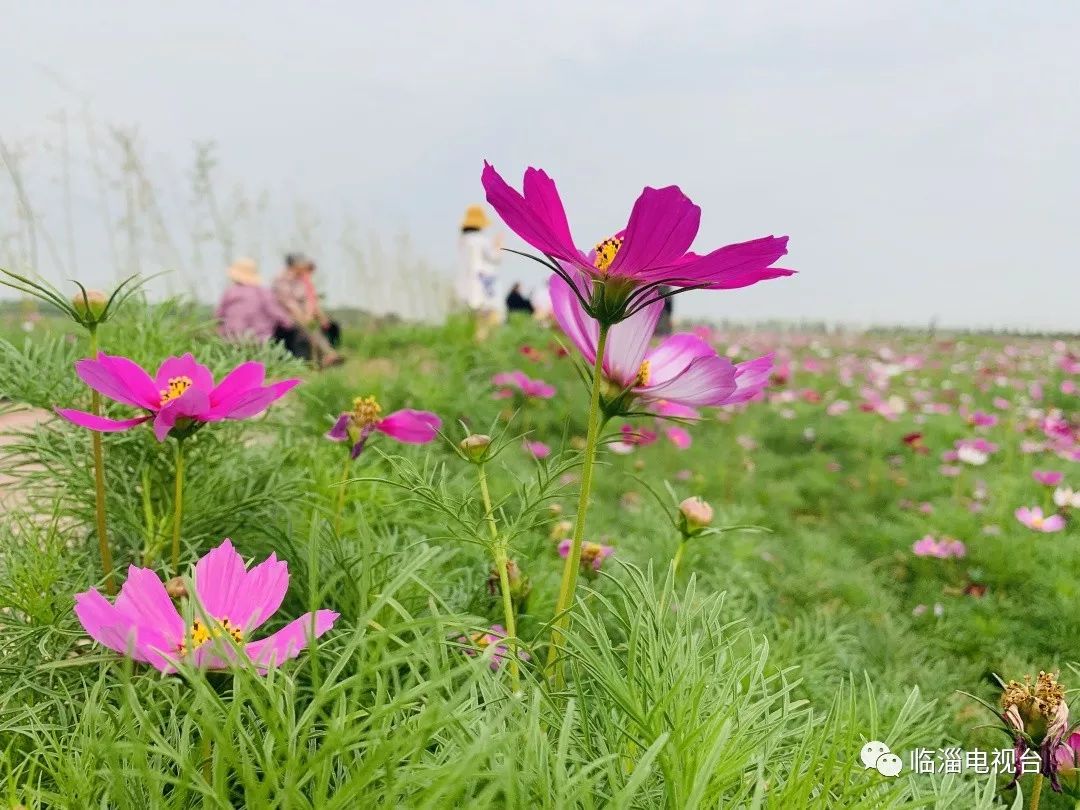 临淄花海公园在哪里,淄博临淄花海攻略