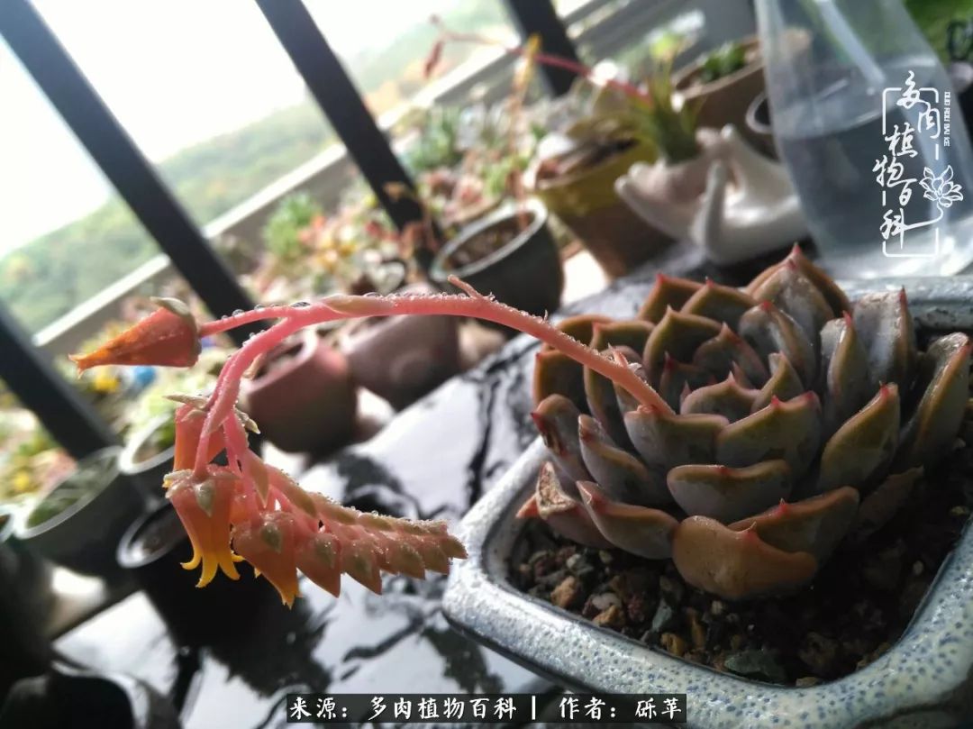 养多肉一个人就可以玩到天荒地老,养多肉的幸福其实很简单