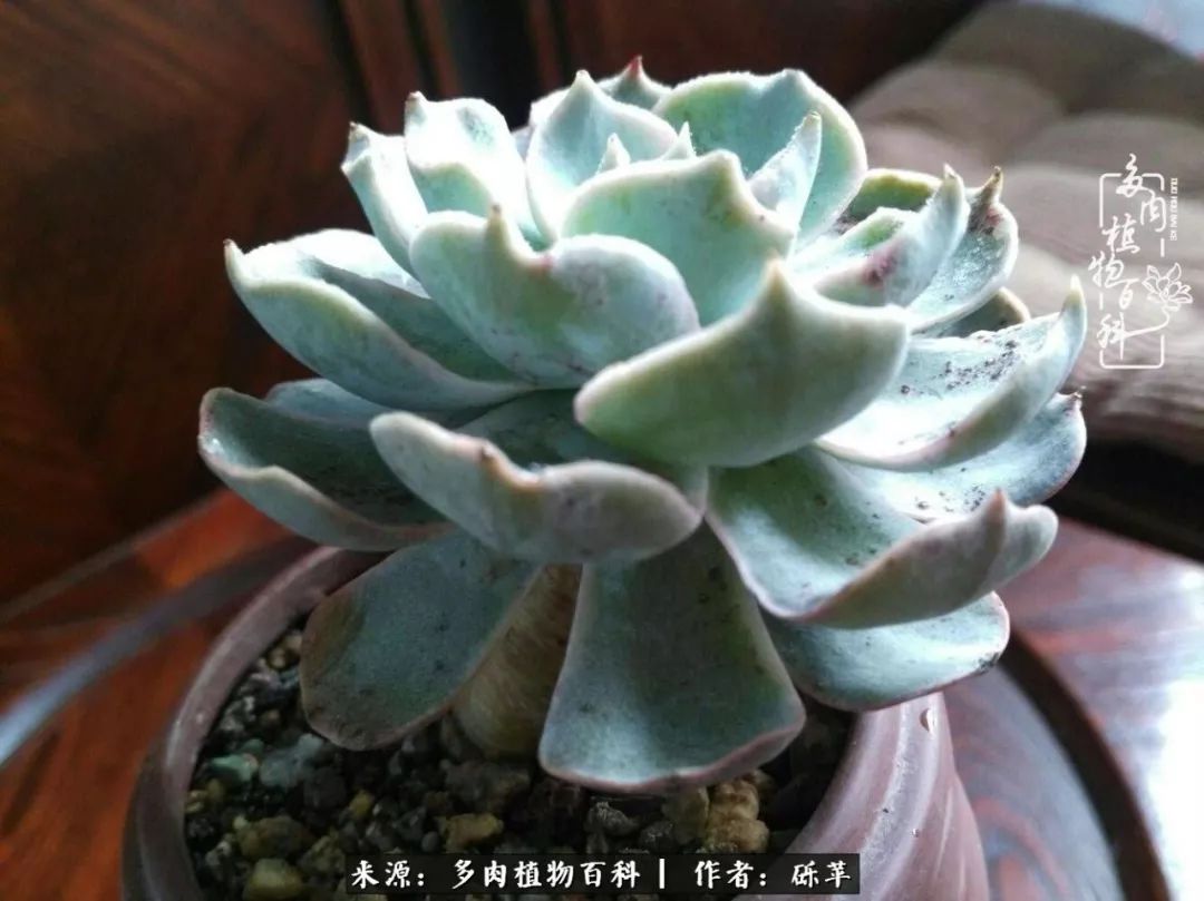 养多肉一个人就可以玩到天荒地老,养多肉的幸福其实很简单