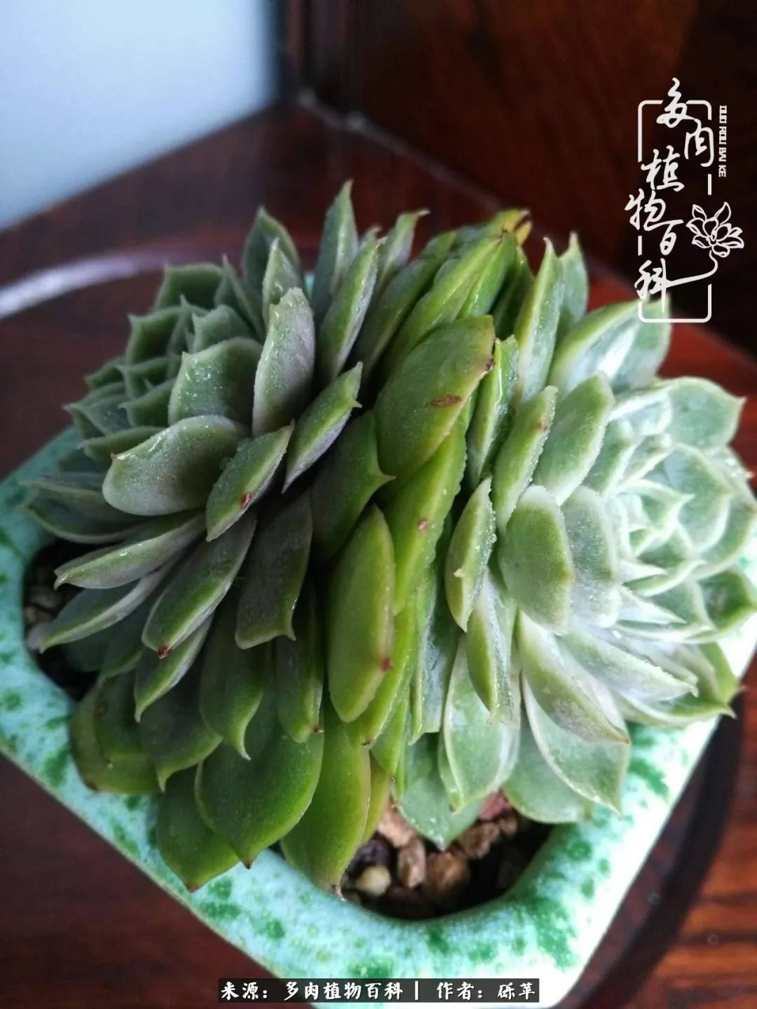 养多肉一个人就可以玩到天荒地老,养多肉的幸福其实很简单