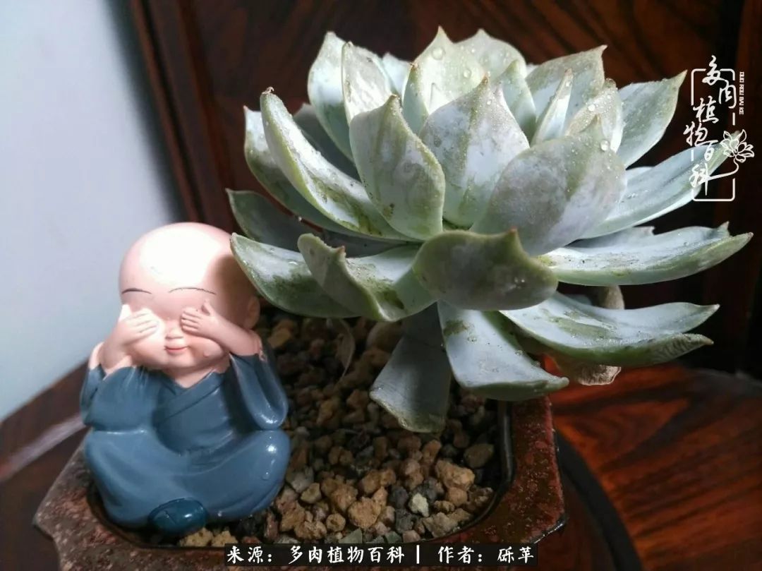 养多肉一个人就可以玩到天荒地老,养多肉的幸福其实很简单
