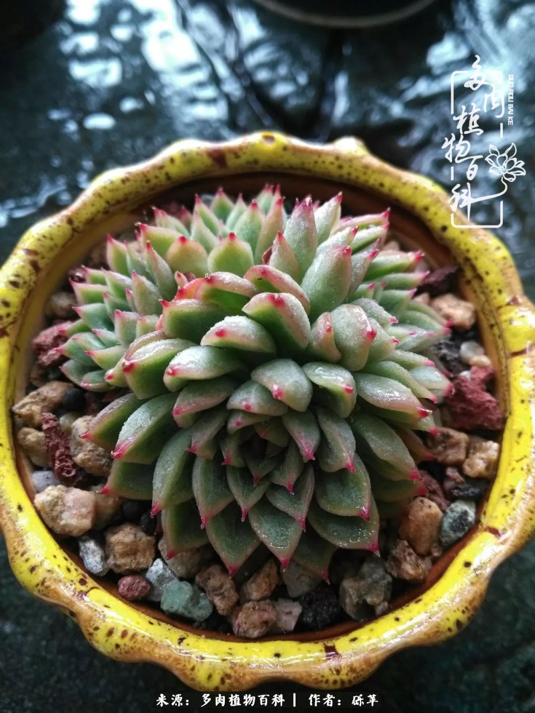 养多肉一个人就可以玩到天荒地老,养多肉的幸福其实很简单