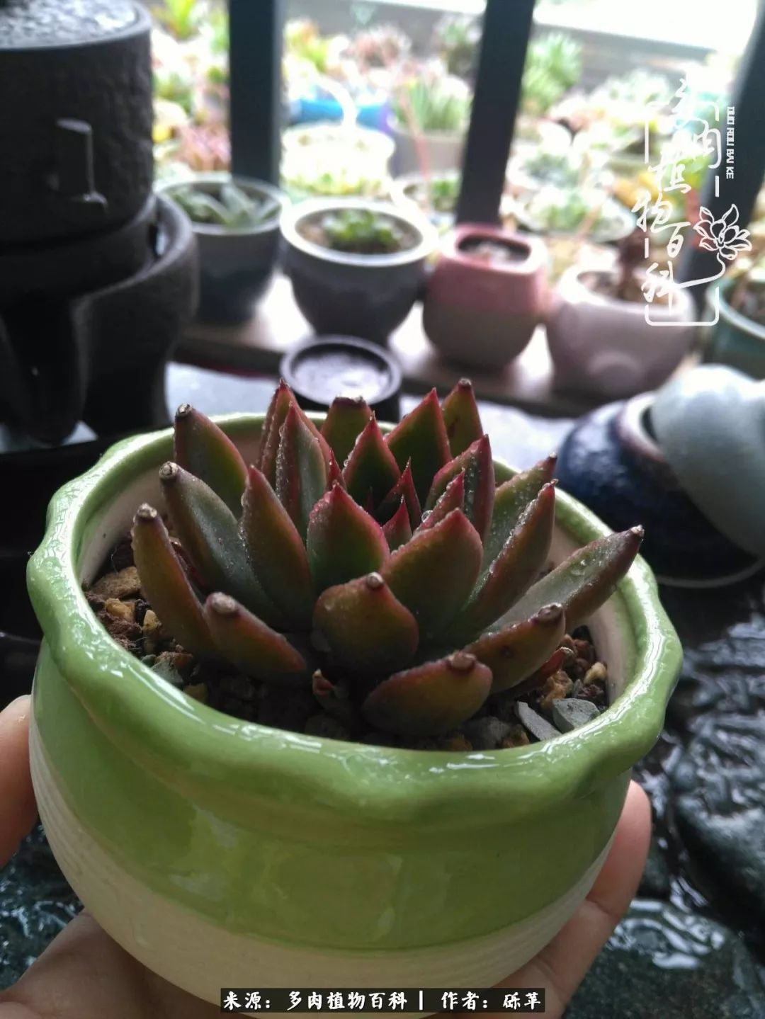 养多肉一个人就可以玩到天荒地老,养多肉的幸福其实很简单