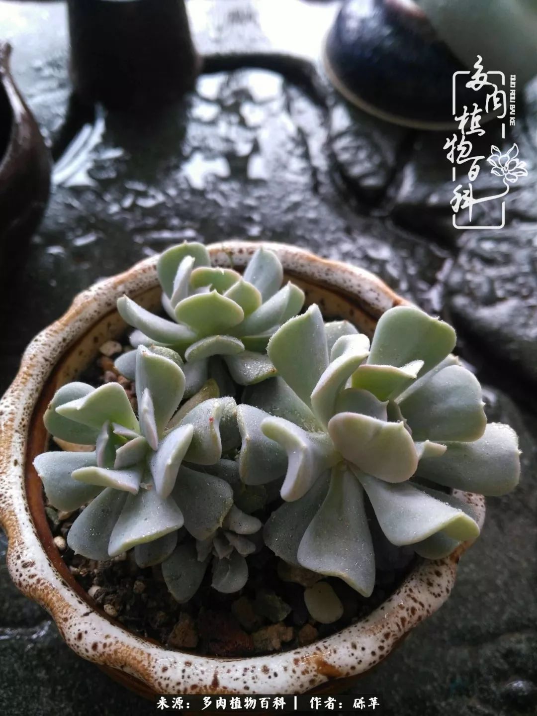 养多肉一个人就可以玩到天荒地老,养多肉的幸福其实很简单