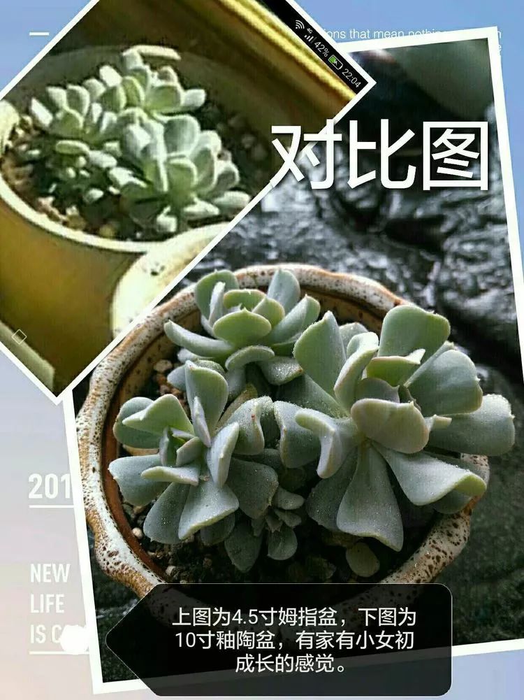 养多肉一个人就可以玩到天荒地老,养多肉的幸福其实很简单